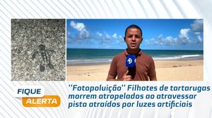 Filhotes de tartarugas morrem atropelados ao atravessar pista atraídos por luzes artificiais