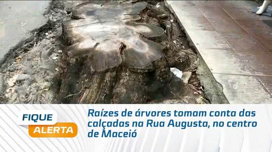 Raízes de árvores tomam conta das calçadas na Rua Augusta, no centro de Maceió