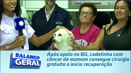 Após apelo no BG, cadelinha com câncer de mamam consegue cirurgia gratuita e inicia recuperação