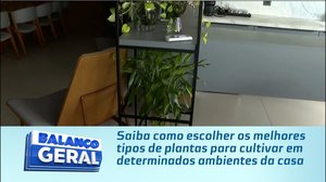 Saiba como escolher os melhores tipos de plantas para cultivar em determinados ambientes da casa