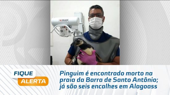 Pinguim é encontrado morto na praia da Barra de Santo Antônio; já são seis encalhes em Alagoas