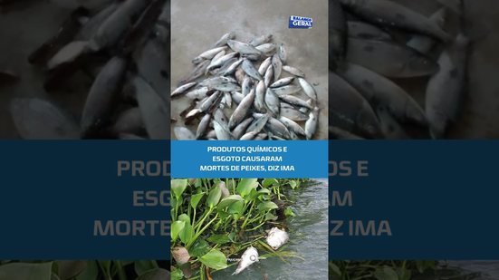 Instituto do Meio Ambiente explica causa de mortandade de peixes #BalançoGeralAL