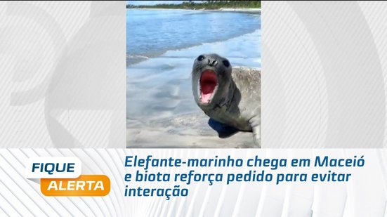 Elefante-marinho chega em Maceió e biota reforça pedido para evitar interação
