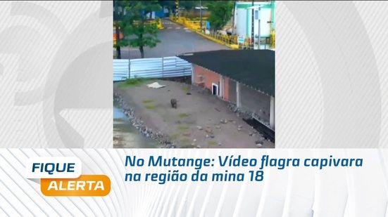 No Mutange; Vídeo flagra capivara na região da mina 18