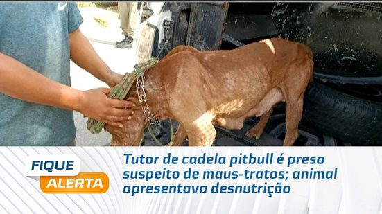 Tutor de cadela pitbull é preso suspeito de maus-tratos; animal apresentava desnutrição