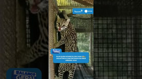 😱🐆OLHA QUEM APARECEU EM CASA! Jaguatirica é encontrada em área urbana #BalançoGeralAL