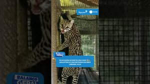 😱🐆OLHA QUEM APARECEU EM CASA! Jaguatirica é encontrada em área urbana #BalançoGeralAL