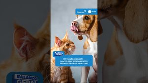 🐾Maceió abre hoje agendamentos gratuitos para castração de cães e gatos  #BalançoGeralAL