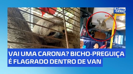 Saiba como bicho-preguiça foi parar dentro de transporte coletivo; animal está no IBAMA