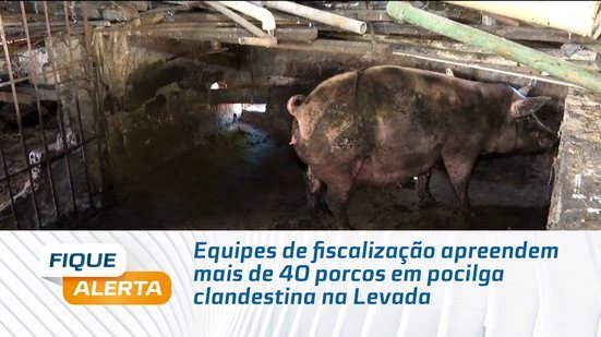 Equipes de fiscalização apreendem mais de 40 porcos em pocilga clandestina na Levada