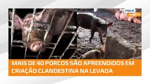 Criação clandestina de porcos mobiliza fiscalização e acende alerta sanitário