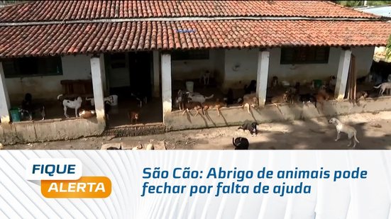 São Cão: Abrigo de animais pode fechar por falta de ajuda