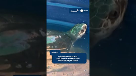 🐢Quase 600 encalhes no litoral de Alagoas acendem alerta para a vida marinha | #CidadeAL