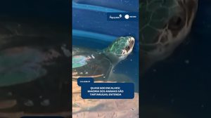 🐢Quase 600 encalhes no litoral de Alagoas acendem alerta para a vida marinha | #CidadeAL