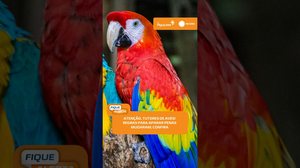 🦜 Nova resolução define regras para aparo de penas de aves de companhia