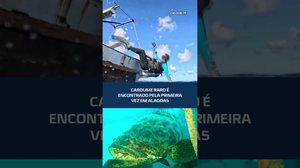 Peixe-mero: espécie ameaçada de extinção é vista em Alagoas #CidadeAL