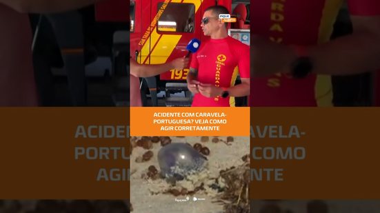 Veja orientações em caso de contato com caravela-portuguesa no #FiqueAlerta