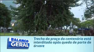 Trecho da praça do centenário está interditado após queda de parte de árvore