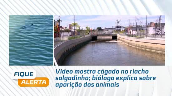 Vídeo mostra cágado no riacho salgadinho; biólogo explica sobre aparição dos animais