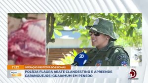 Polícia flagra abate clandestino e apreende caranguejos-guaiamum em Penedo