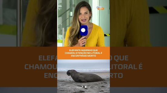 TRISTE: Elefante-marinho é encontrado morto em praia de Jequiá da Praia #FiqueAlerta