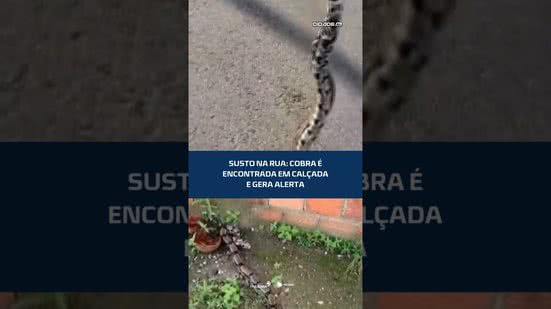 🐍Encontrou uma cobra? Saiba o que fazer para evitar acidentes #CidadeAL