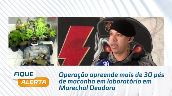 Operação apreende mais de 30 pés de maconha em laboratório em Marechal Deodoro
