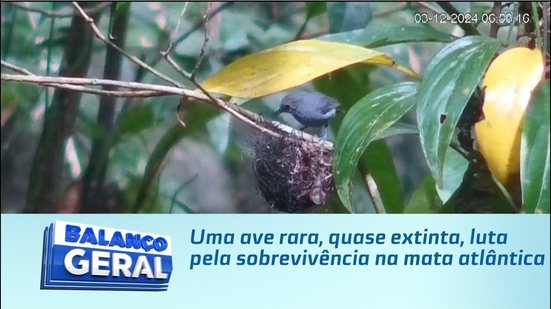 Uma ave rara, quase extinta, luta pela sobrevivência na mata atlântica