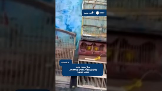 🌿 Animais silvestres e armas são apreendidos durante ações do BPA | #CidadeAL