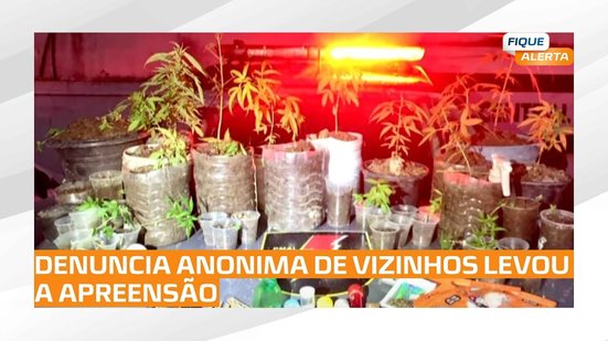 Tráfico de Drogas: Homem é preso com 37 pés de maconha em Satuba