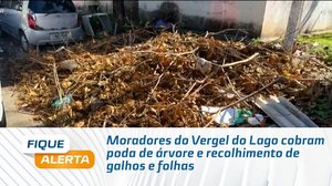 Moradores do Vergel do Lago cobram poda de árvore e recolhimento de galhos e folhas