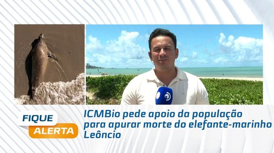 ICMBio pede apoio da população para apurar morte do elefante-marinho Leôncio