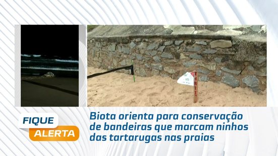 Biota orienta para conservação de bandeiras que marcam ninhos das tartarugas nas praias