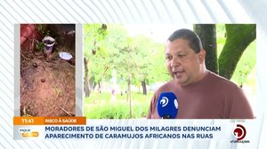 Moradores de São Miguel dos Milagres denunciam aparecimento de caramujos africanos nas ruas