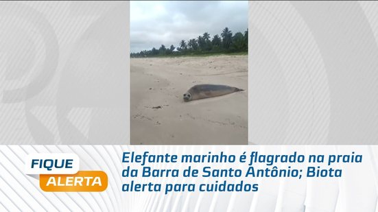 Elefante-marinho aparece em praia de Alagoas e Biota faz alerta