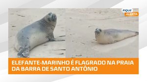 Elefante-marinho aparece em praia de Alagoas e Biota faz alerta