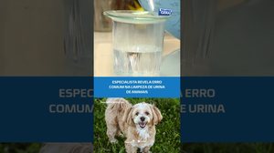ATENÇÃO: água sanitária não é indicada para limpar xixi de pets #BalançoGeralAL