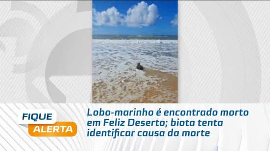 Lobo-marinho é encontrado morto em Feliz Deserto; biota tenta identificar causa da morte
