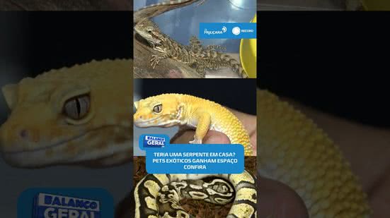 🐍 Você criaria uma serpente em casa? Mercado de pets exóticos cresce #BalançoGeralAL