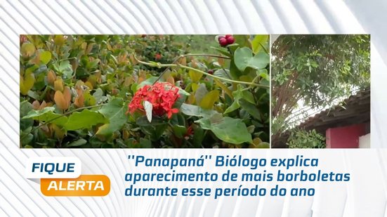 ''Panapaná'' Biólogo explica aparecimento de mais borboletas durante esse período do ano