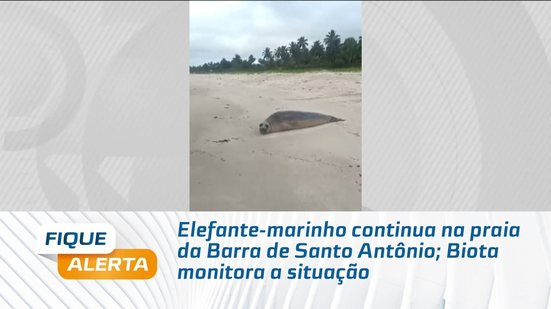 Elefante-marinho continua na praia da Barra de Santo Antônio; Biota monitora a situação