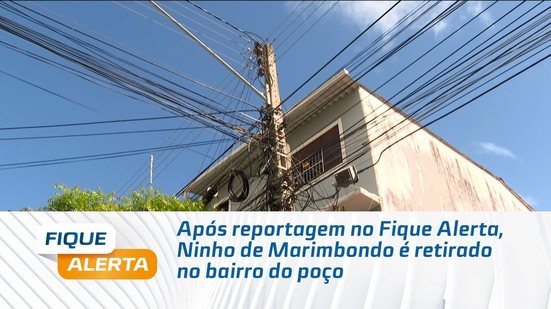 Após reportagem no Fique Alerta, Ninho de Marimbondo é retirado no bairro do poço