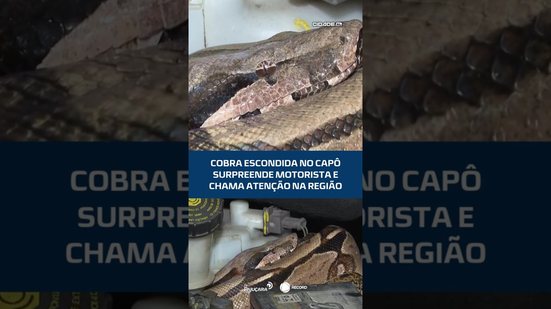Cobra escondida no capô surpreende motorista e chama atenção na região #CidadeAL