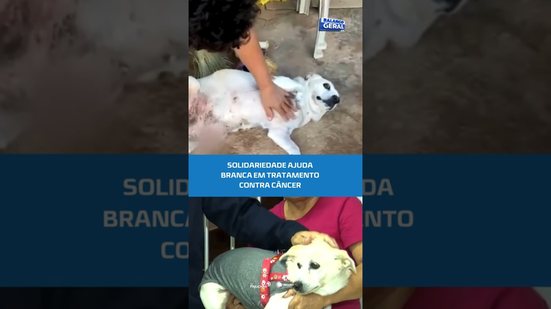 🐶História da cadelinha Branca emociona com final feliz #BalançoGeralAL