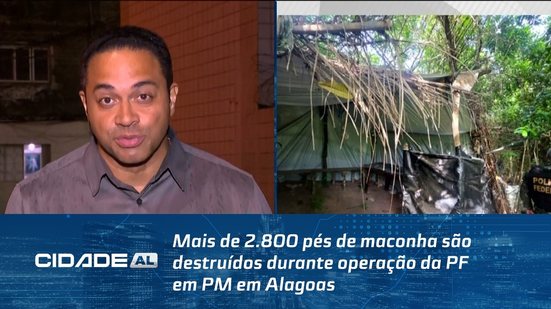 Mais de 2.800 pés de maconha são destruídos durante operação da PF em PM em Alagoas