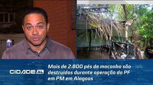 Mais de 2.800 pés de maconha são destruídos durante operação da PF em PM em Alagoas