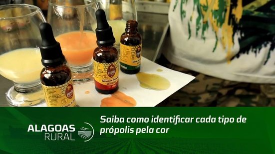 Saiba como identificar cada tipo de própolis pela cor