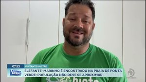 Visitante ilustre: Elefante marinho é encontrado na praia de Ponta Verde