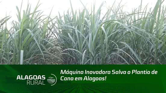 Máquina Inovadora Salva o Plantio de Cana em Alagoas!