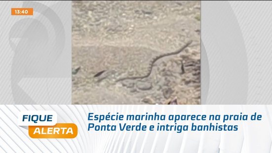 Espécie marinha aparece na praia de Ponta Verde e intriga banhistas